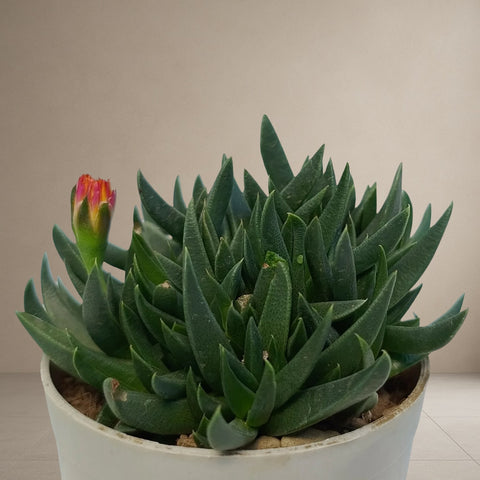 Bergeranthus Concavus [Bare Rooted]