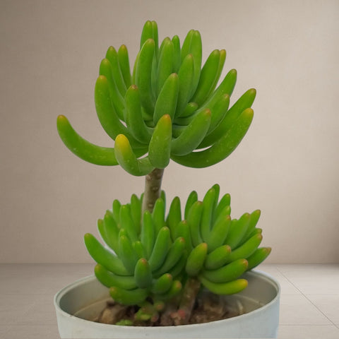 Jelly Bean Tree [Bare Rooted]
