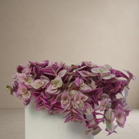 Sedum makinoi- Purple Japanese Stonecerop [Bare Rooted]