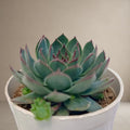 Sempervivum Calcareum Verigate- Laxmi Kamal [Bare Rooted]