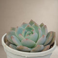 Echeveria Blue Minima [Bare Rooted]