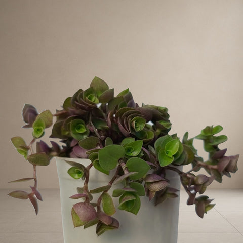 Chinese Stonecrop [Bare Rooted]