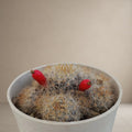 Mammillaria White Red Pearl Cactus [Bare Rooted]