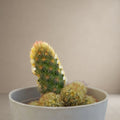 Silver Torch Cactus [Bare Rooted]