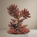 Graptosedum California Sunset 
