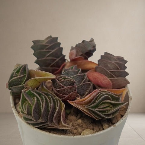 Crassula Star [Bare Rooted]
