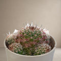 Mammillaria Crinita Cactus [Bare Rooted]