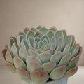 Echeveria Glauca [Bare Rooted]