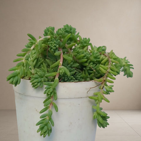 Gold Moss Sedum Grass [Bare Rooted]