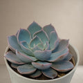Echeveria Peacockii [Bare Rooted]