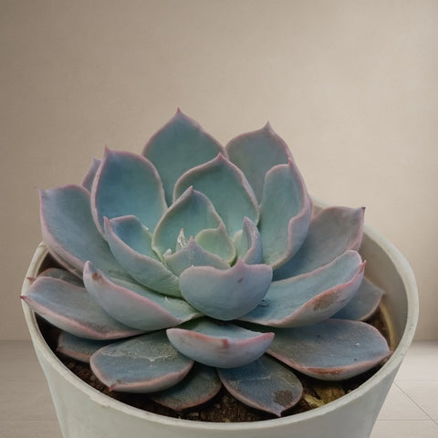 Echeveria Peacockii [Bare Rooted]