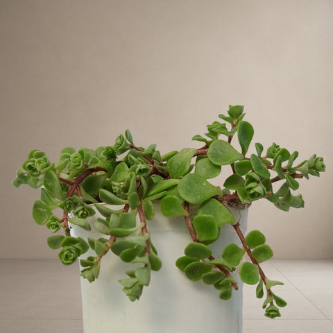 Sedum Tetractinum Stonecrop [Bare Rooted]