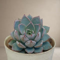 Echeveria Rolly 'Blue Bird' [Bare Rooted]
