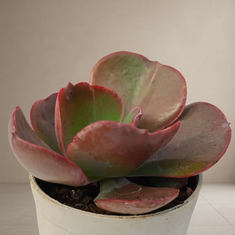 Echeveria Crinoline Ruffles [Bare Rooted]