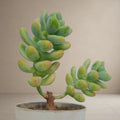 Sedum Allantoides [Bare Rooted]