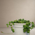 Senecio rowleyanus - String Of Pearls [Bare Rooted]
