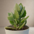 Kalanchoe Pumila Silver Spoon [Bare Rooted]