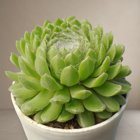 Sempervivum Pumilum [Bare Rooted]