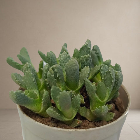 Oscularia Major [Bare Rooted]