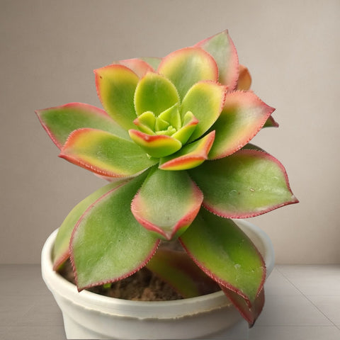 Aeonium Kiwi Tricolor 'Verigated' [Bare Rooted]