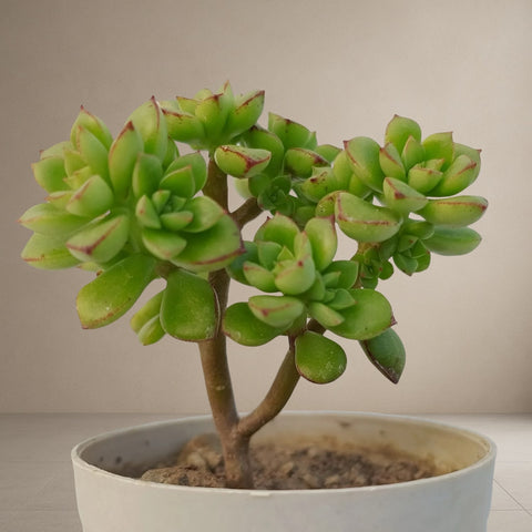 Echeveria Supia [Bare Rooted]