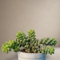 Sedum Burrito 'Burro's Tail' [Bare Rooted]
