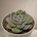 Echeveria Strictiflora 