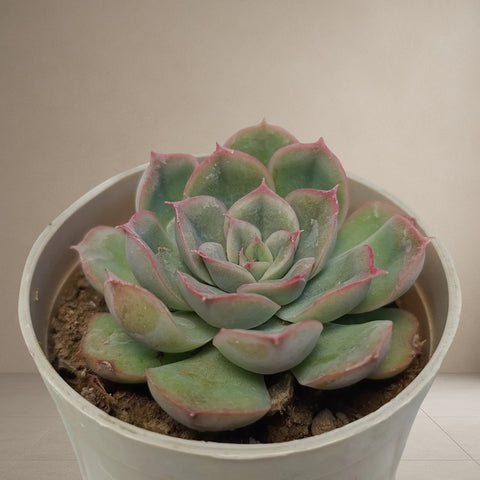Echeveria Strictiflora "Purple [Bare Rooted]