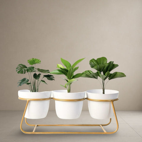 Ivory Bloom Trio
