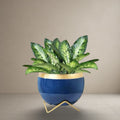 Cobalt Bloom Planter