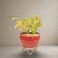Crimson Bloom Planter