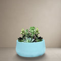 Aqua Bowl Planter