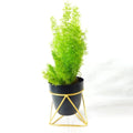 Obsidian Prism Planter