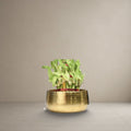 Helios Bowl Planter