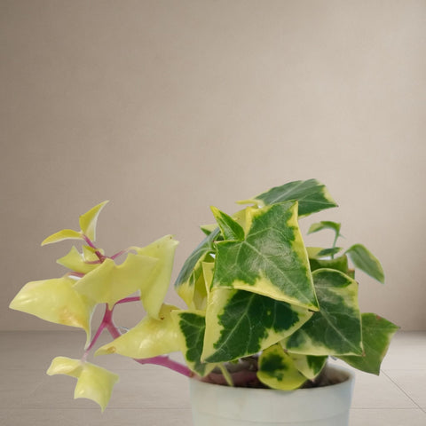 English Ivy