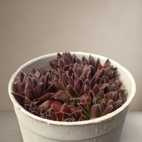 Sinocrassula Yunnanensis
