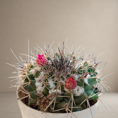 Melo Cactus [Bare Rooted]