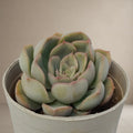 Echeveria Tippy [Bare Rooted]
