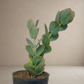 Kalanchoe 'Marnieriana’ [Bare Rooted]