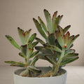 Kalanchoe tomentosa ‘panda plant' [Bare Rooted]