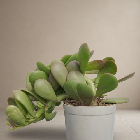 Crassula ovata Harbour Lights [Bare Rooted]