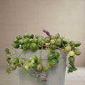Verigated- String of Pearls [Bare Rooted]