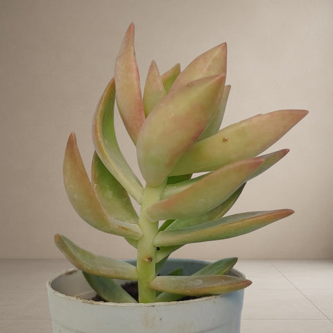 Graptosedum Species [Bare Rooted]