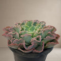 Echeveria ‘curly locks’ [Bare Rooted]