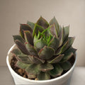 Sempervivum Granat Laxmi Kamal [Bare Rooted]