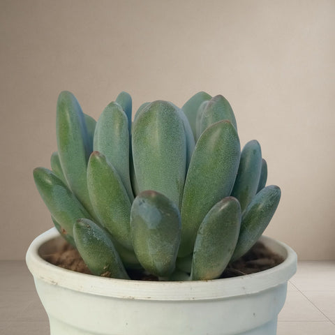 Pachyveria Clavifolia- Jewelled Crown [Bare Rooted]
