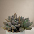 Graptoveria Opalina 'Black' [Bare Rooted]