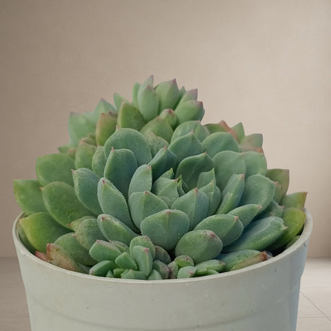 Echeveria Minima [Bare Rooted]