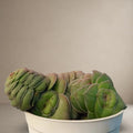 Crassula Orbicularis “buddha plant” [Bare Rooted]