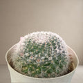 Mammillaria Hahniana Cactus [Bare Rooted]